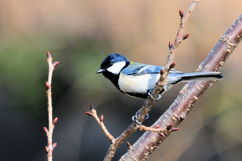 VWEJ iSԁj@J@s@2022/02/27@ Photo by Kohyuh