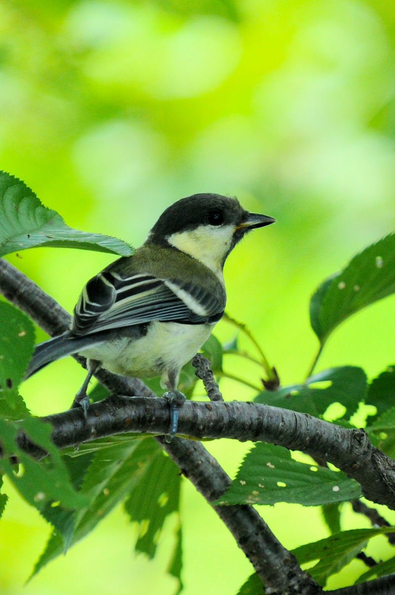 VWEJc iQԁj@J@s@2022/07/20@ Photo by Kohyuh