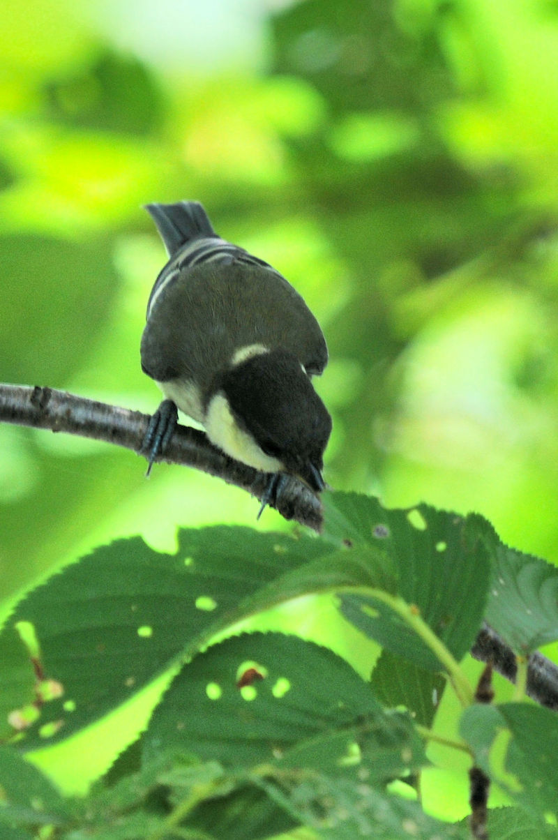 VWEJc iQԁj@J@s@2022/07/20@ Photo by Kohyuh