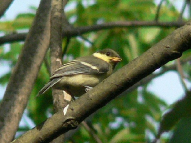 B VWEJ̎ᒹ@@s@@ 2006/05/21@ Photo by Takase