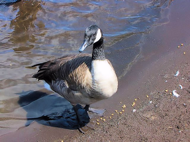 ① シジュウカラガン　成鳥　山中湖　山梨県　2009/09/05　Photo by Kohyuh