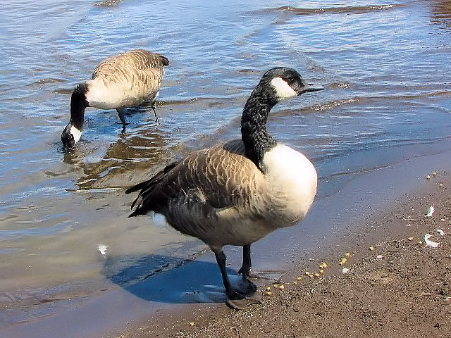 ② シジュウカラガン　成鳥　山中湖　山梨県　2009/09/05　Photo by Kohyuh