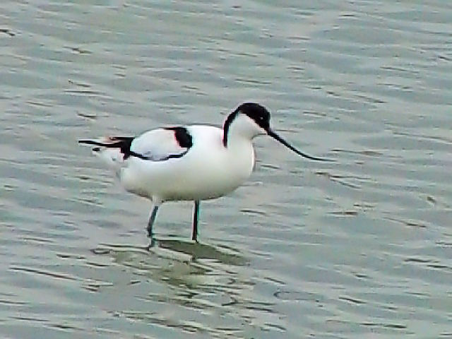 B \nVZC^JVM@@@Opr@Ls@ꌧ@2009/02/21 Photo by Kohyuh