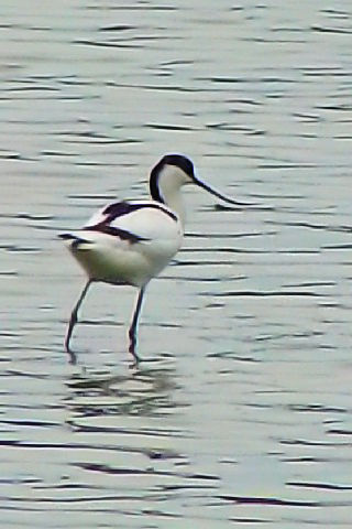 @ \nVZC^JVM@@@Opr@Ls@ꌧ@2009/02/21 Photo by Kohyuh