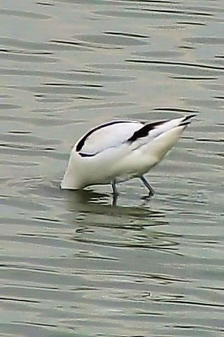 A \nVZC^JVM@@@Opr@Ls@ꌧ@2009/02/21 Photo by Kohyuh