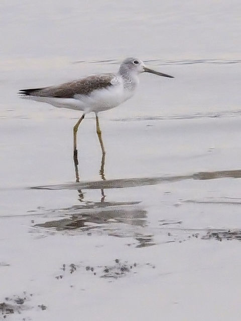 \nVVM@~H@iU-1j@er͌@F{@2010/11/16@Photo by Kohyuh