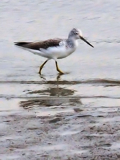 \nVVM@~H@iU-3j@er͌@F{@2010/11/16@Photo by Kohyuh