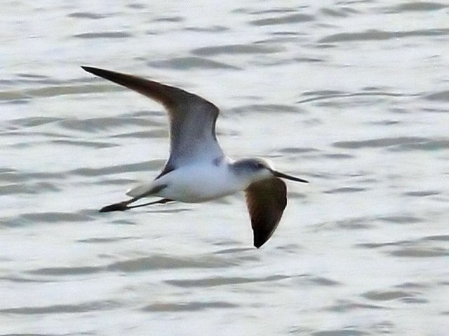 \nVVM@~H@iU-6j@er͌@F{@2010/11/16@Photo by Kohyuh