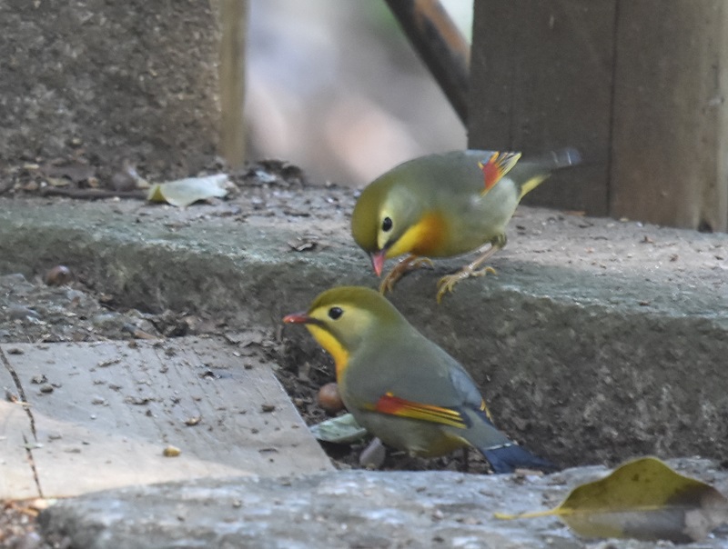 男山のソウシチョウ（６態-1）　男山　八幡市　2017/03/20　Photo by Hyashi　（写真提供：　林）