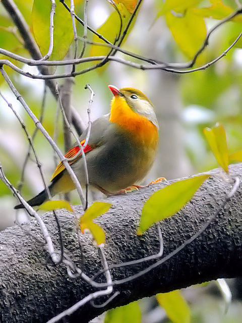 B \EV`E@@V_@Fs@2011/03/11@ Photo by Kohyuh