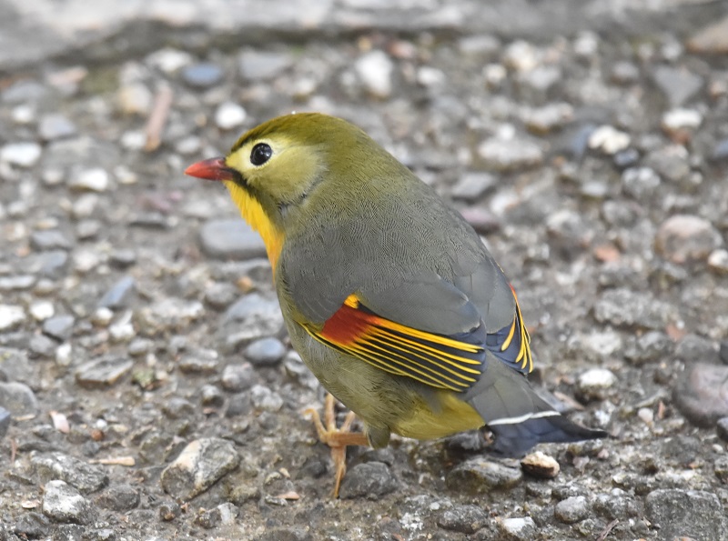 男山のソウシチョウ（６態-3）　男山　八幡市　2017/03/20　Photo by Hyashi　（写真提供：　林）