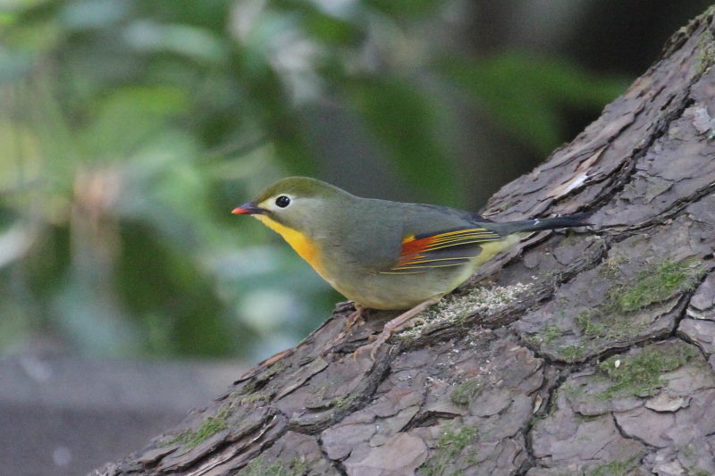 \EV`E iV-3j@@s䉑@ss@2016/03/02@ Photo by Manda