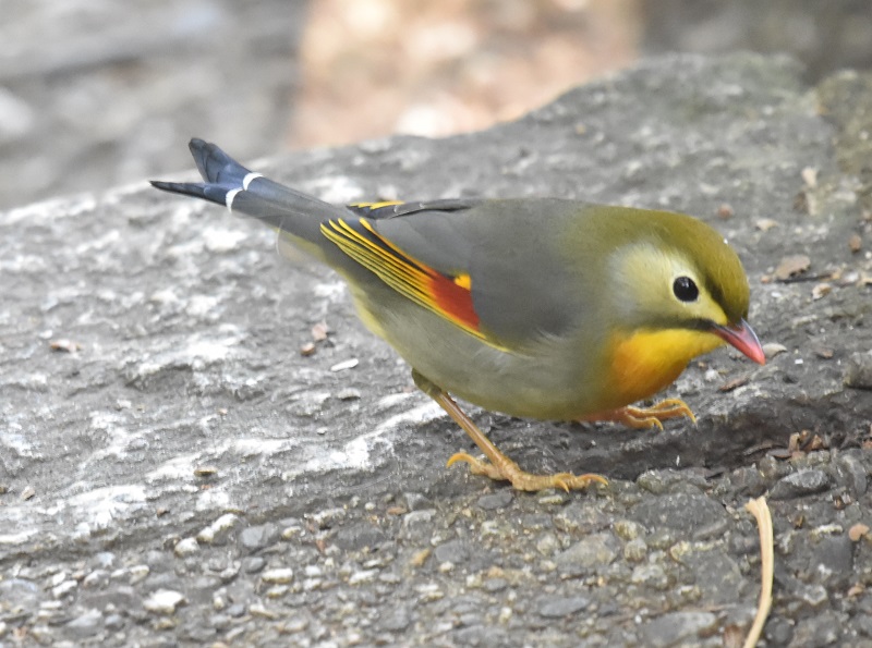 男山のソウシチョウ（６態-4）　男山　八幡市　2017/03/20　Photo by Hyashi　（写真提供：　林）