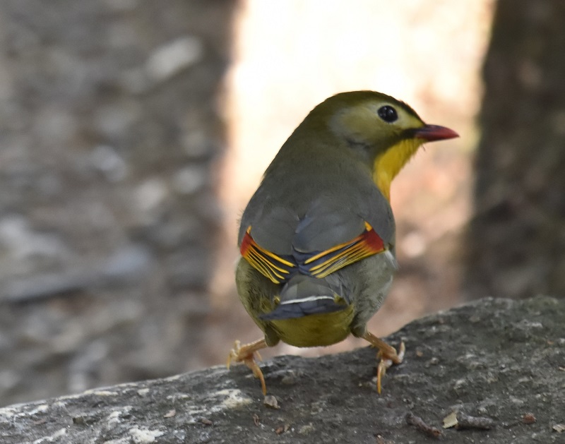 男山のソウシチョウ（６態-6）　男山　八幡市　2017/03/20　Photo by Hyashi　（写真提供：　林）