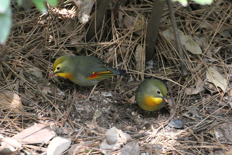 \EV`E iV-6j@@s䉑@ss@2016/03/02@ Photo by Manda