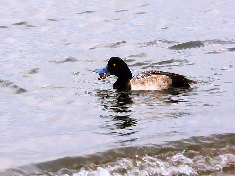 XYKiT-1j@ՊC@s]ː@2017/11/27@Photo by Kohyuh