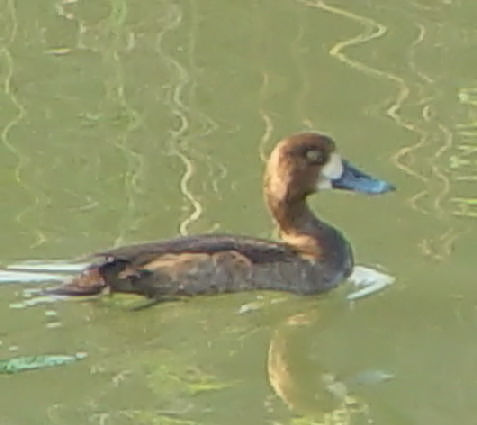 A XYK@@s@JƖh̍@2003/11/07@Photo by Koyyuh