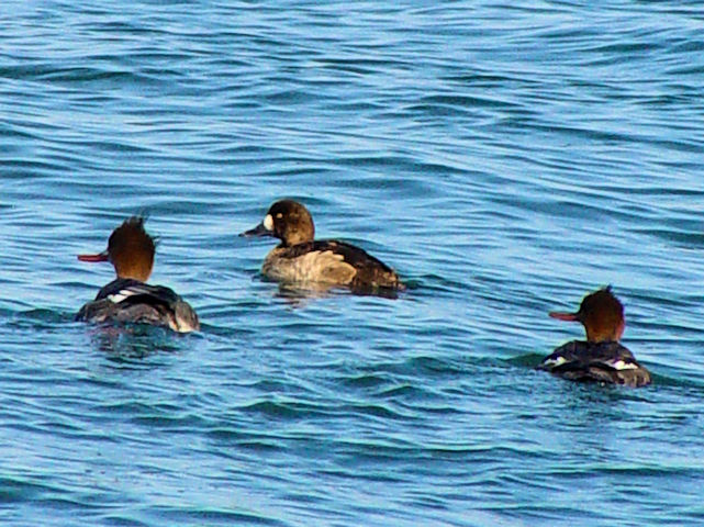 ウミアイサやスズガモもいた！