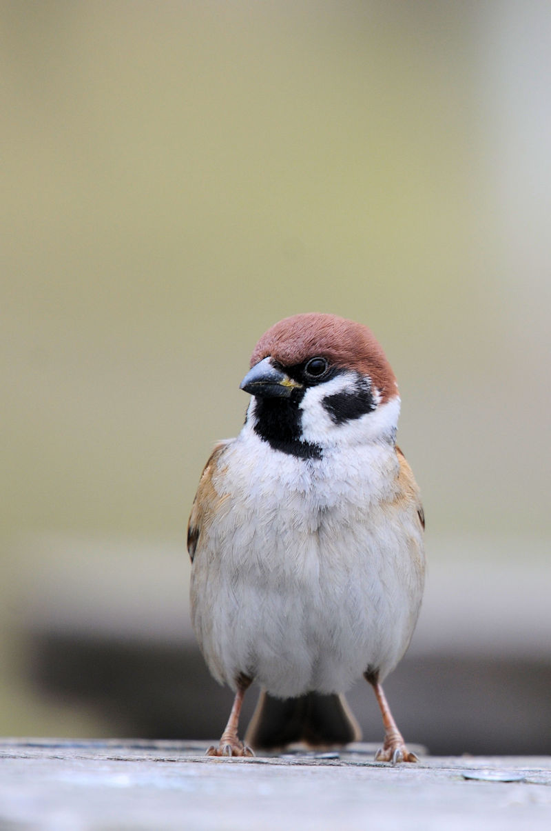 スズメ（３態-1）　鶴見緑地公園　大阪市　2020/01/22　Photo by Kohyuh