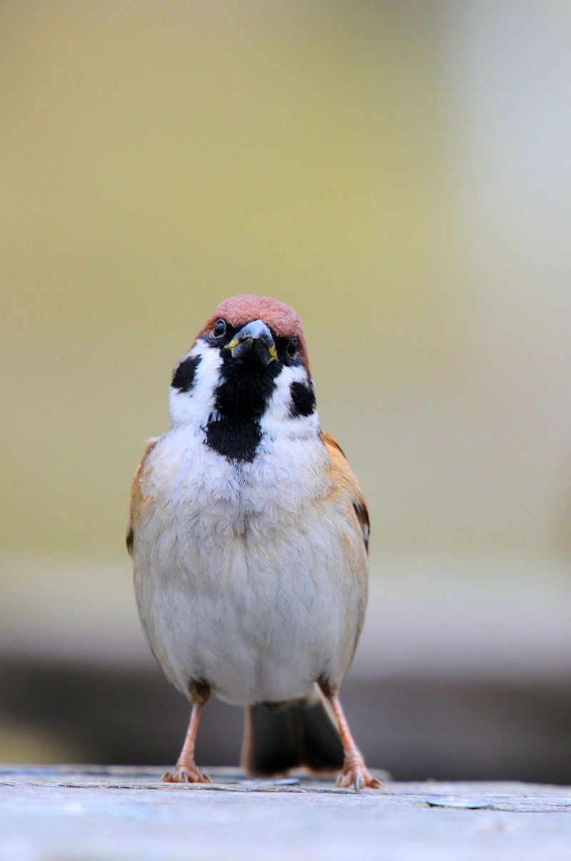 スズメ（３態-2）　鶴見緑地公園　大阪市　2020/01/22　Photo by Kohyuh