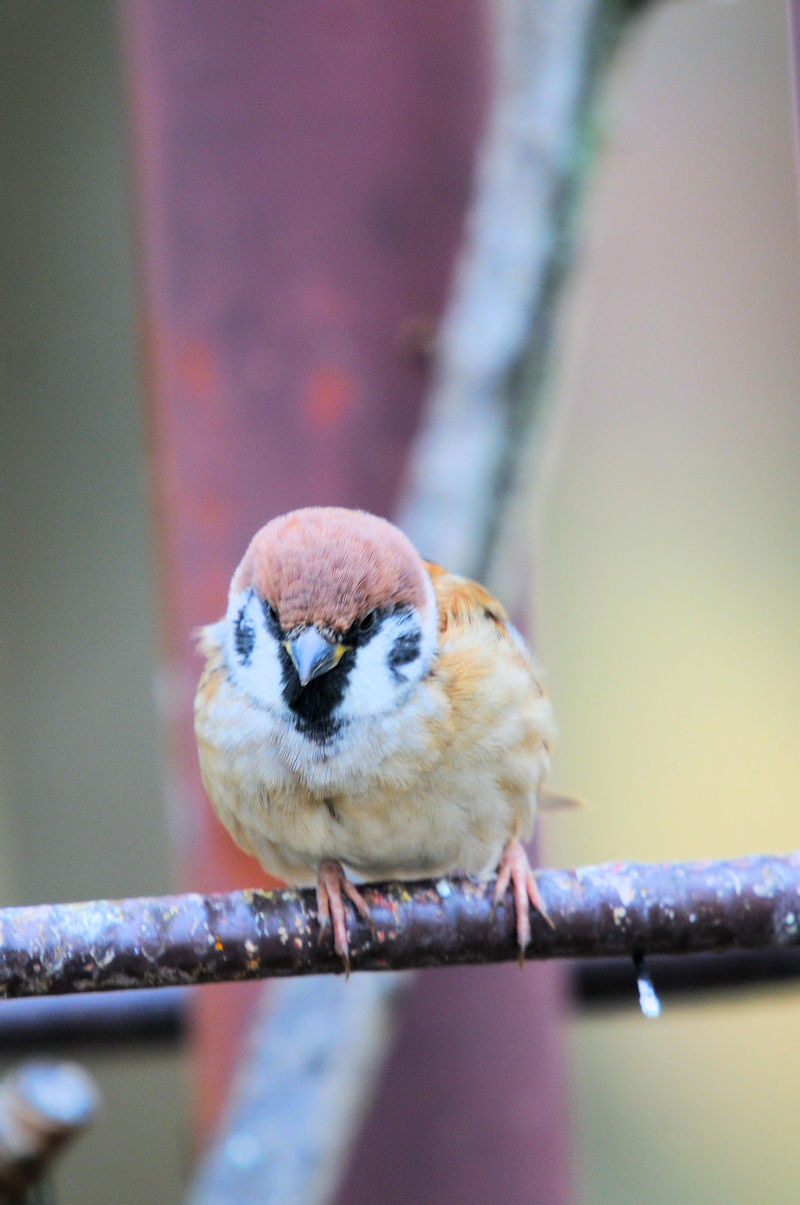 スズメ（３態-3）　鶴見緑地公園　大阪市　2020/01/22　Photo by Kohyuh