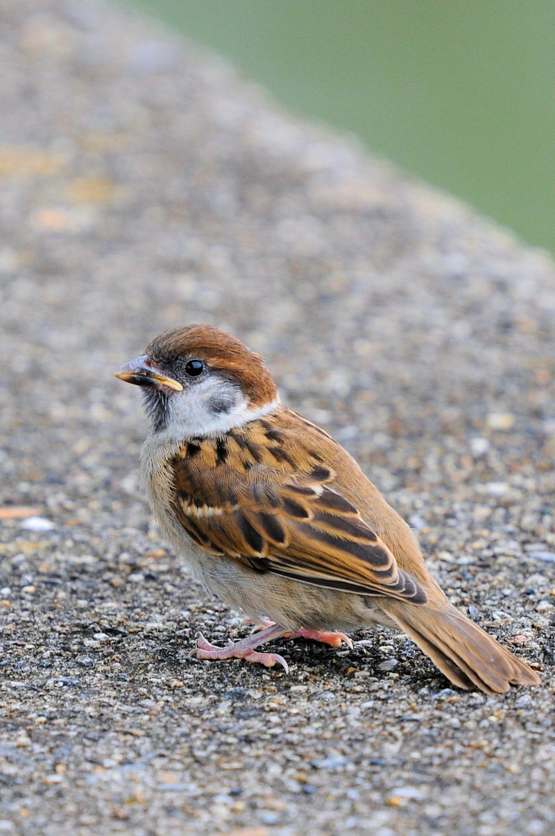 スズメ　大谷川　八幡市　2021/06/12　Photo by Kohyuh