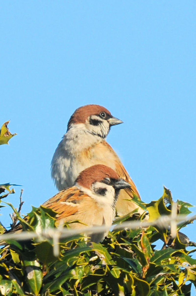 スズメの日向ぼっこ　大谷川　八幡市　2021/12/18　Photo by Kohyuh