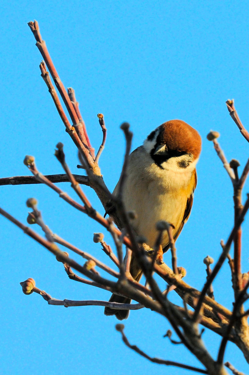 「花芽を食べるスズメ」　大谷川　八幡市　2022/01/03　Photo by Kohyuh