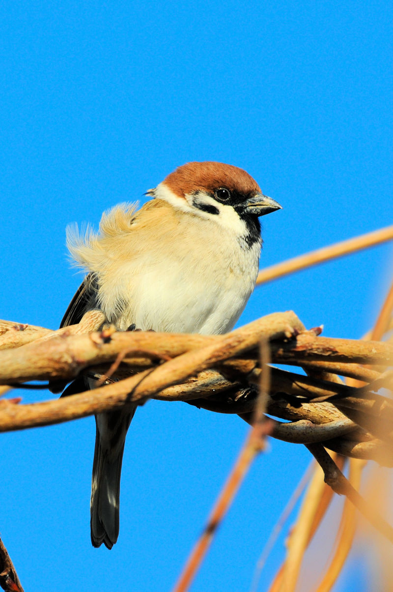 ふくら雀　大谷川　八幡市　2022/01/24　Photo by Kohyuh