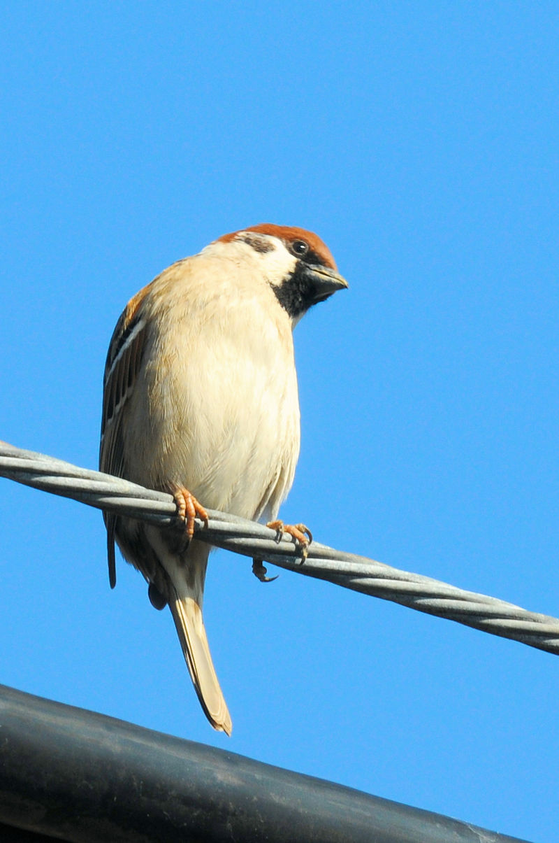 スズメ 大谷川　八幡市　2022/02/09　Photo by Kohyuh
