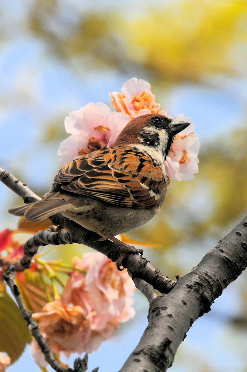 スズメ 大谷川 八幡市　2022/04/08　Photo by Kohyuh
