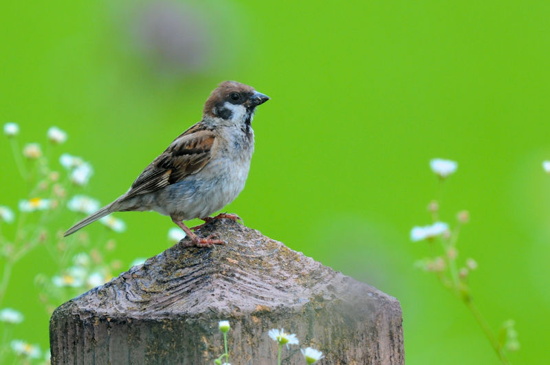 スズメ　大谷川　八幡市　2022/07/13　Photo by Kohyuh