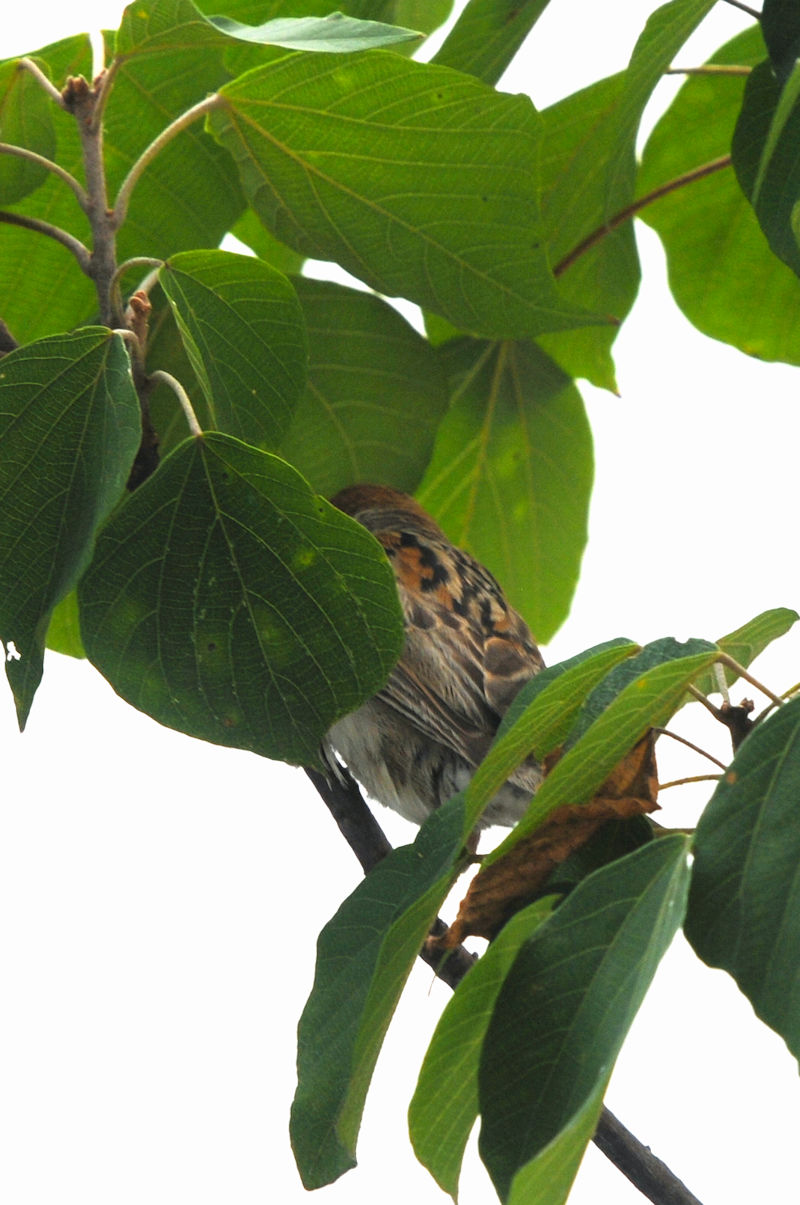 スズメの葉隠れの術　大谷川　八幡市　2022/08/23　Photo by Kohyuh