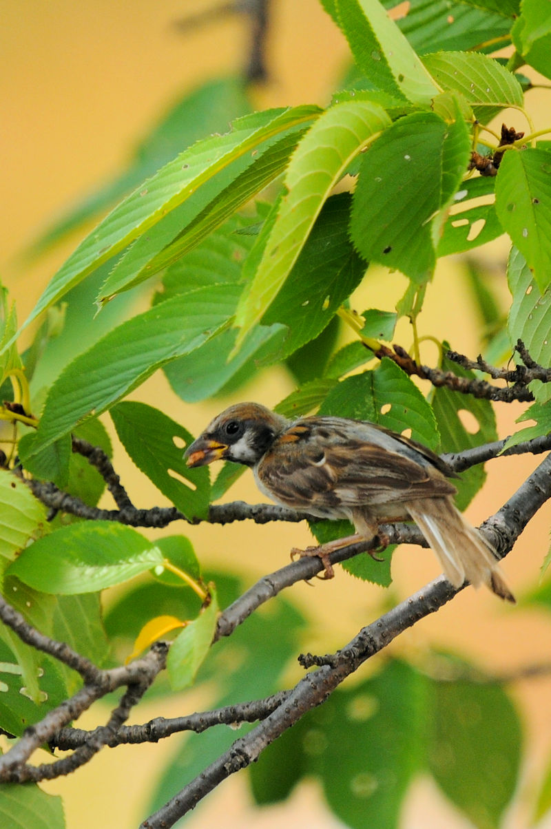 スズメ幼鳥　大谷川　八幡市　2022/08/16　Photo by Kohyuh