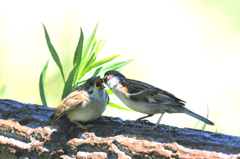 スズメの親子（４態-1）　天野川　交野市　2020/05/07 Photo by Kohyuh