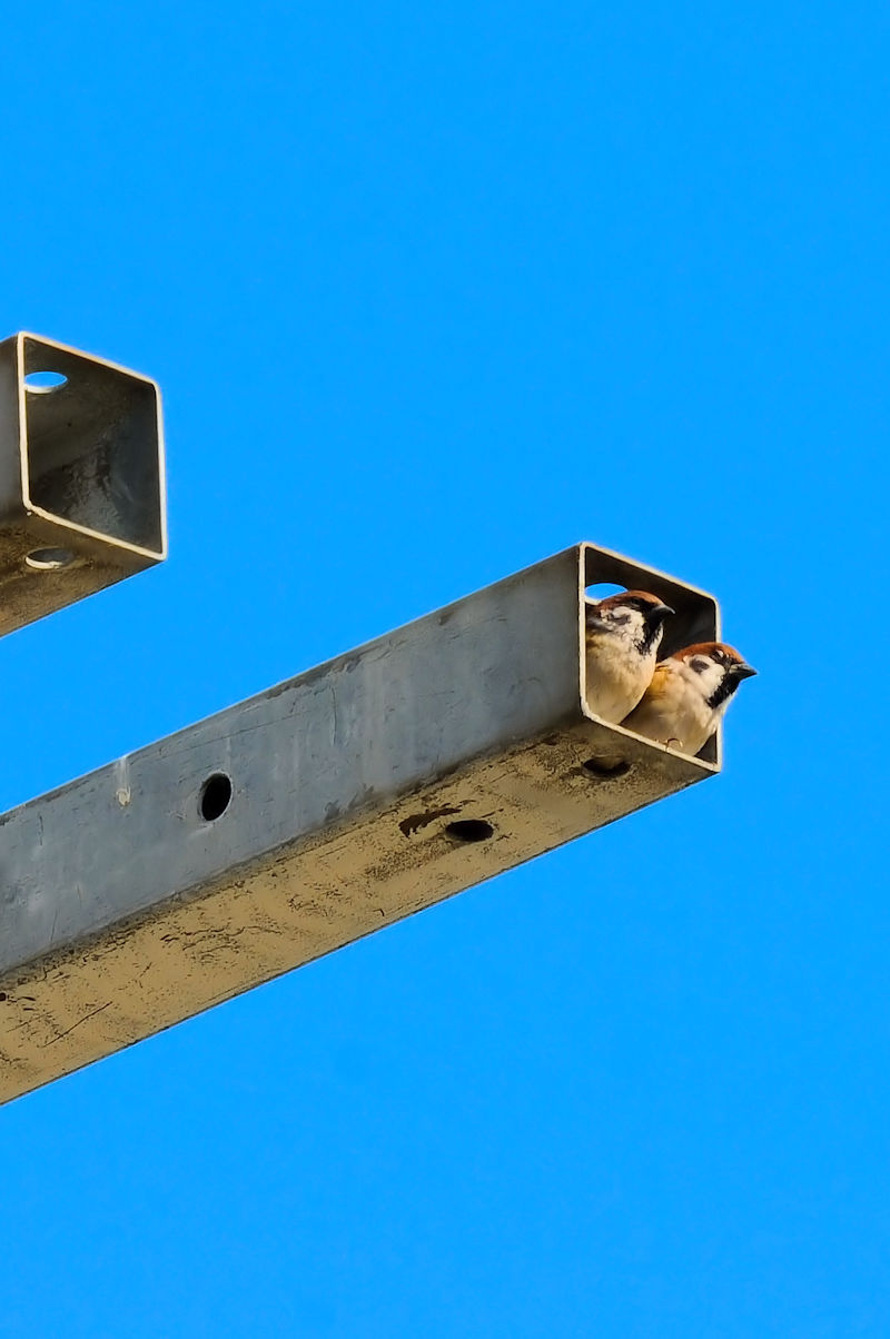 スズメのカップル誕生　大谷川　八幡市　2022/10/29　Photo by Kohyuh