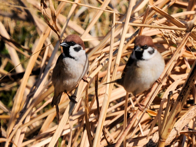 日向ぼっこ　大谷川　八幡市　2023/01/11　Photo by Kohyuh