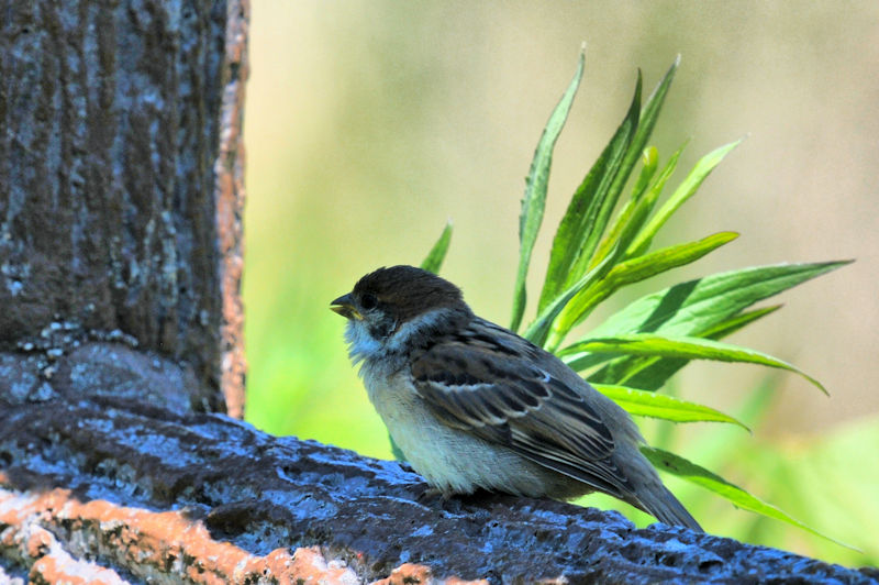スズメの親子（４態-4）　天野川　交野市　2020/05/07 Photo by Kohyuh