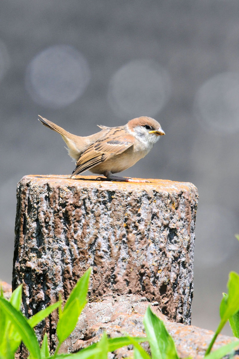 スズメの親子（４態-2）　天野川　交野市　2020/05/07 Photo by Kohyuh