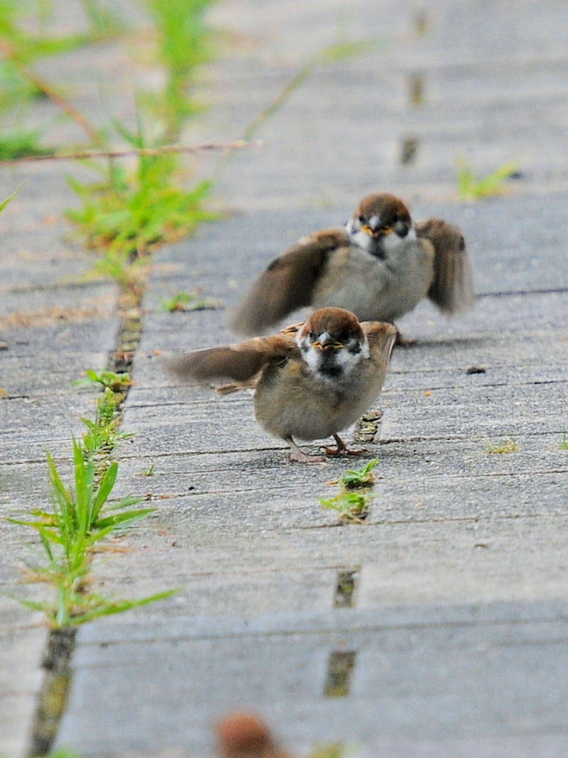 小雀　大谷川　八幡市　2022/06/11　Photo by Kohyuh