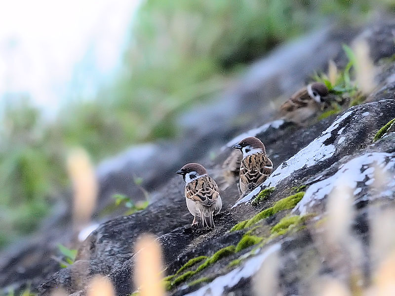 スズメ若鳥（３態-1）　鴨川右岸　京都市　2017/11/01　Photo by Kohyuh
