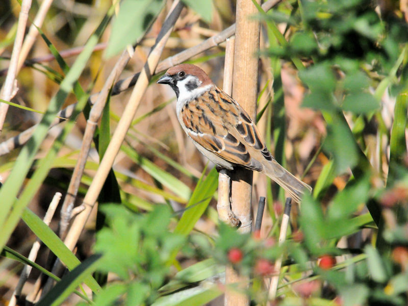スズメ　淀川左岸　枚方市　2018/12/05　Photo by Kohyuh