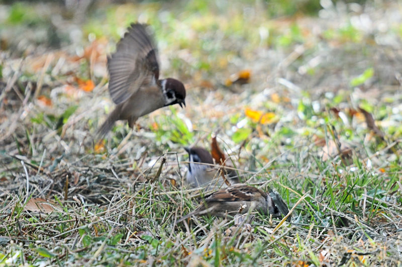スズメ 喧嘩　大阪城　大阪市　2019/11/20　photo by Kohyuh