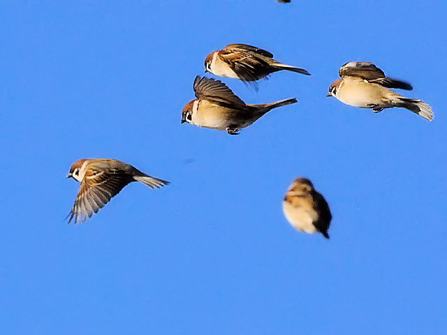 ⑤ スズメの群れ　大谷川　八幡市　2011/12/25　Photo by Kohyuh