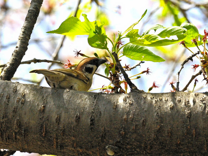 スズメ （３態-1）　あらかし公園　男山　八幡市　2015/04/18　Photo by Kohyuh