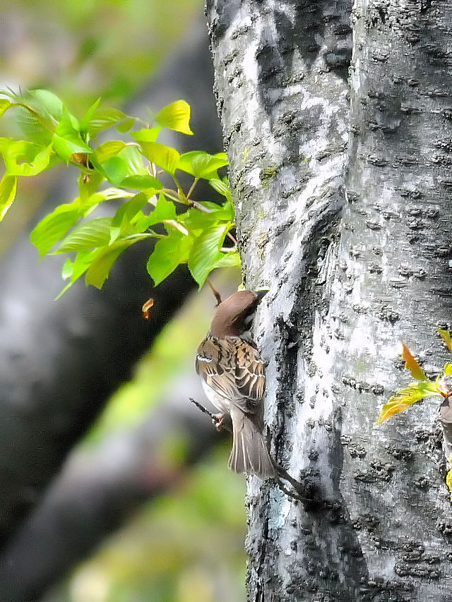 スズメ （３態-1）　川北公園　八幡市　2016/04/15　Photo by Kohyuh