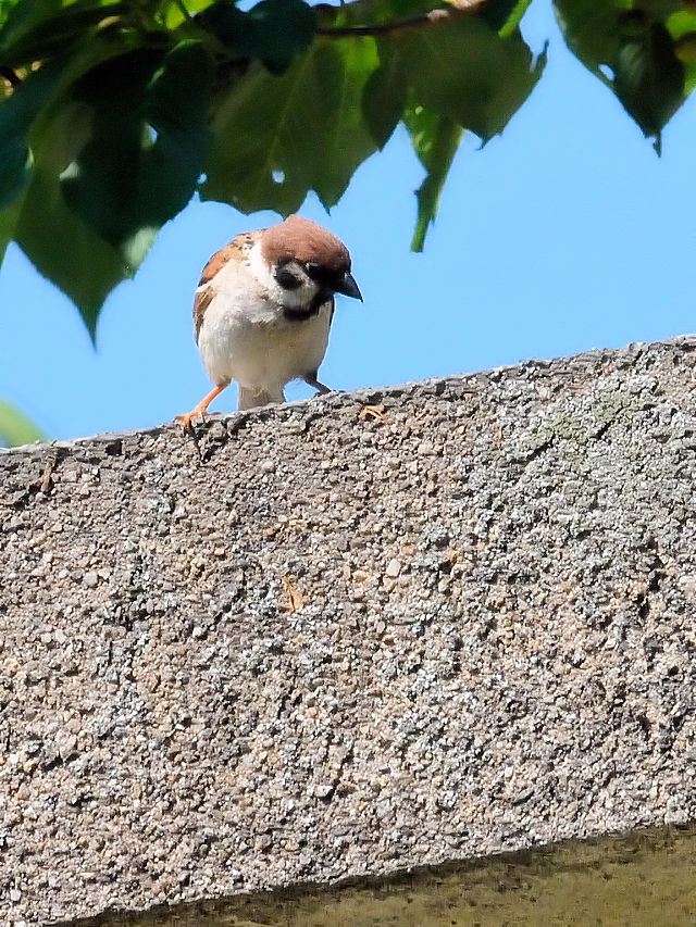 スズメ （３態-1）　背割堤　八幡市　2017/05/18　Photo by Kohyuh