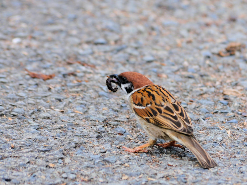 スズメ（親）　淀川左岸　枚方市　2019/05/02　Photo by Kohyuh