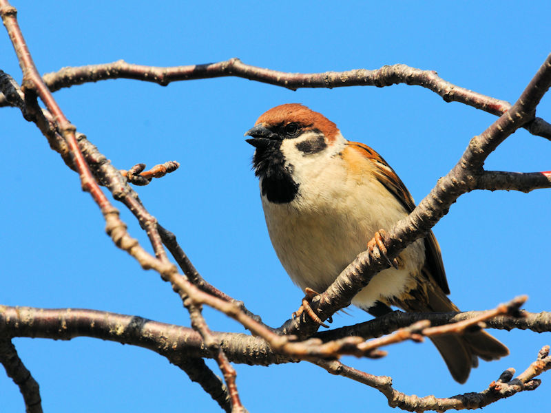 スズメ　花博記念公園鶴見緑地　大阪市　2021/02/25　Photo by Kohyuh