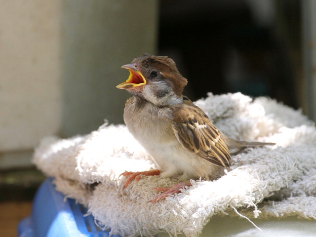 スズメの幼鳥 （３態-1）　八幡市　2014/07/16　Photo by Manda